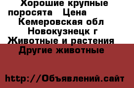 Хорошие крупные поросята › Цена ­ 4 000 - Кемеровская обл., Новокузнецк г. Животные и растения » Другие животные   